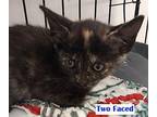 Two Faced Domestic Shorthair Kitten Female
