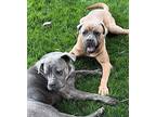 Mikey Cane Corso Young Male