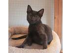 Black med. Coat Domestic Shorthair Kitten Female