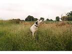 Fern Great Pyrenees Adult Female