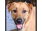Montana Labrador Retriever Adult Female