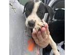 Lacey American Pit Bull Terrier Puppy Female