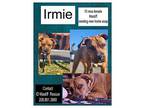 Irmie Mastiff Young Female