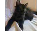 Theodosia Domestic Longhair Kitten Female
