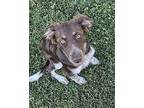 Canela Australian Shepherd Puppy Female