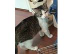 Suni Domestic Shorthair Young Female