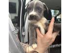 Lyla American Pit Bull Terrier Puppy Female