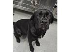 Carolina Labrador Retriever Young Female