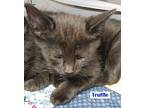 Truffle Domestic Shorthair Kitten Male