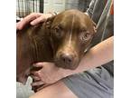Ginger American Pit Bull Terrier Young Female