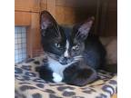 BW Short Domestic Shorthair Kitten Female