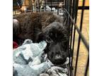 Dolly Flat-Coated Retriever Puppy Female