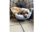 Puff, Border Terrier For Adoption In Lufkin, Texas