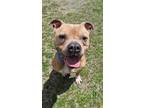 Kaizer, American Pit Bull Terrier For Adoption In Worcester, Massachusetts
