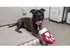 Wilson, American Pit Bull Terrier For Adoption In Worcester, Massachusetts