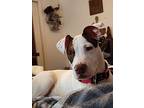 D•o•g-ee, American Pit Bull Terrier For Adoption In Salem, Oregon