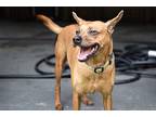 Skipper, Rat Terrier For Adoption In Johnston, Rhode Island