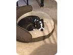 Bandit, Boston Terrier For Adoption In Westminster, Maryland