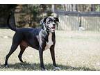 Coupe, Labrador Retriever For Adoption In Valdosta, Georgia