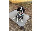 Biff, Dachshund For Adoption In Johnston, Rhode Island