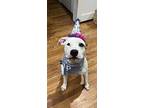 Snoop, American Pit Bull Terrier For Adoption In Johnston, Rhode Island