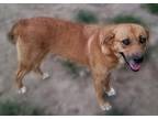 Lady, Labrador Retriever For Adoption In Batesville, Arkansas