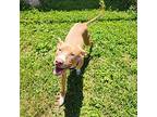 Cooper, American Pit Bull Terrier For Adoption In Evansville, Indiana