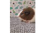Flynn, Guinea Pig For Adoption In Williston, Florida