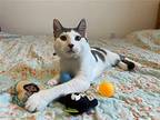Sam & Frodo, American Shorthair For Adoption In Miami, Florida