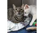 Almond, American Shorthair For Adoption In West Palm Beach, Florida