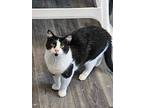 Kitten Kaboodle, Domestic Shorthair For Adoption In Mishawaka, Indiana