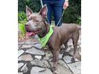 Hera, American Pit Bull Terrier For Adoption In Warrenton, Virginia