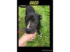 Oreo, Labrador Retriever For Adoption In Ashdown, Arkansas