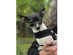 Ivy, Rat Terrier For Adoption In Berthoud, Colorado