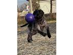 Hati, American Pit Bull Terrier For Adoption In Mishawaka, Indiana