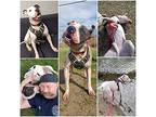 Cole, American Pit Bull Terrier For Adoption In Mishawaka, Indiana