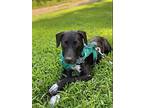 Sophia, Jack Russell Terrier For Adoption In Richmond, Kentucky