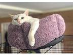 Nala, Siamese For Adoption In Albemarle, North Carolina
