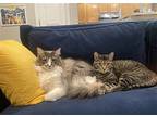 Prince And Perry - Best Friends, Maine Coon For Adoption In Acworth, Georgia