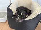 Sugar, American Shorthair For Adoption In Midway City, California