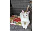 Linus, Turkish Van For Adoption In Cary, North Carolina