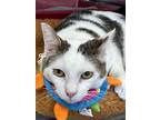 Michael Kors, Domestic Shorthair For Adoption In Jonesboro, Arkansas