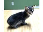 Kittens Courtesy Post, Domestic Shorthair For Adoption In Albemarle