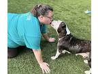 Mohini, American Staffordshire Terrier For Adoption In Raleigh, North Carolina