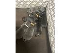 Mama And 7 Newborns, Staffordshire Bull Terrier For Adoption In San Diego