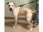 Trick, American Pit Bull Terrier For Adoption In Natchez, Mississippi