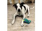 Rosco, American Staffordshire Terrier For Adoption In Rockledge, Florida