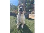 Oliver, American Pit Bull Terrier For Adoption In San Diego, California