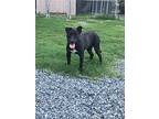 Cozy, Labrador Retriever For Adoption In Albemarle, North Carolina