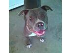 Opal, American Staffordshire Terrier For Adoption In San Diego, California